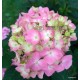 Kerti hortenzia - Hydrangea macrophylla 'ENDLESS SUMMER'