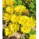 Delosperma-Nubigeum-sárga