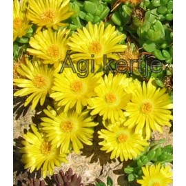 Delosperma-Nubigeum-sárga