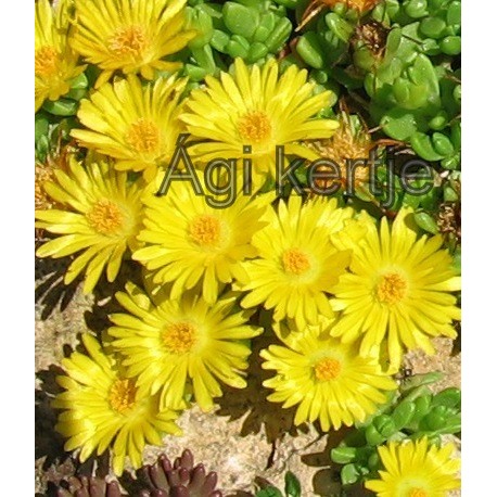 Delosperma-Nubigeum-sárga
