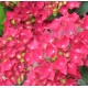 Kerti hortenzia - Hydrangea macrophylla  'RED BEAUTY'