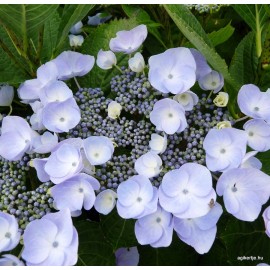 Kerti hortenzia - Hydrangea macrophylla 'NAMPING'