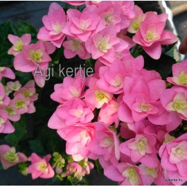 Kerti hortenzia - Hydrangea macrophylla 'DOUBLE DOUTCH'