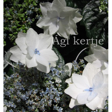 Kerti hortenzia - Hydrangea macrophylla 'HANABI' 