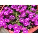 Delosperma-lila, 
