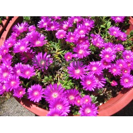 9 - Kristályvirág - Délvirág - Delosperma John Proffitt - lila, borvörös középpel