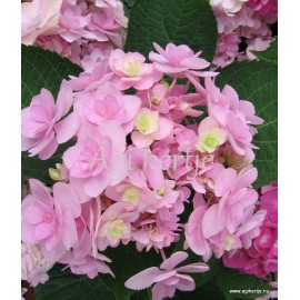 Kerti hortenzia - Hydrangea macrophylla 'FOREVER'
