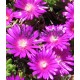 Delosperma-lila, 