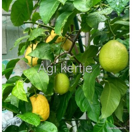 Citromfa, termő - Citrus Limon 'Euréka'