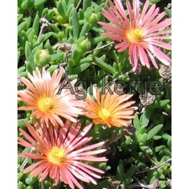 23 - Kristályvirág - Délvirág - Delosperma cooperi Mesa Verde - barack nagyvirágú