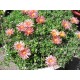 Delosperma-Mesa Verde-barack nagyvirágú