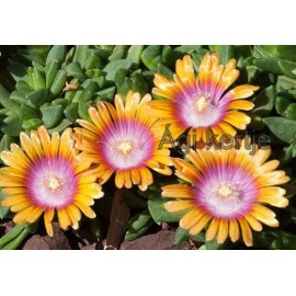 Delosperma-Fire spinner-nagyvirágú narancs-lila központ