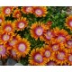Delosperma-Fire spinner-nagyvirágú narancs-lila központ