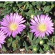Delosperma-Pink Zulu-rózsaszín nagyvirágú