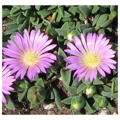 Delosperma-Pink Zulu-rózsaszín nagyvirágú