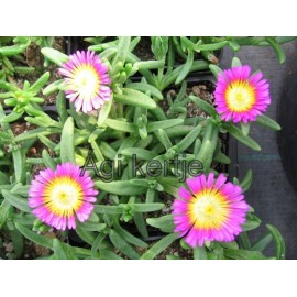 52 - Kristályvirág - Delosperma Wonder Salmon Pink