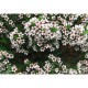 Waxvirág-Chamelaucium uncinatum-Waxflower
