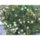 Waxvirág-Chamelaucium uncinatum-Waxflower