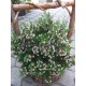 Waxvirág-Chamelaucium uncinatum-Waxflower