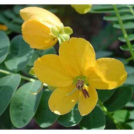 Nagyvirágú szenna - Cassia floribunda