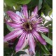 15 - Passiflora 'Violacea' -  Golgotavirág