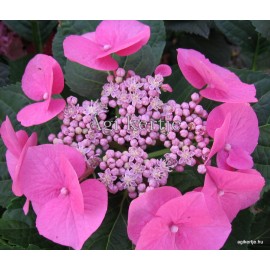 Kerti hortenzia - Hydrangea macrophylla 'Blaumese'