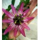 15 - Passiflora 'Violacea' -  Golgotavirág