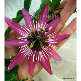 15 - Passiflora violacea 'Viktoria' -  Golgotavirág