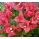14-Flamingó-Murvafürt-Bougainvillea