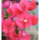 51 - Piros - Don Mario - murvafürt - Bougainvillea