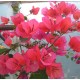 51 - Piros - Don Mario - murvafürt - Bougainvillea