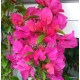 53 - Shakura sport - Murvafürt - Bougainvillea