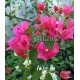 53 - Shakura sport - Murvafürt - Bougainvillea
