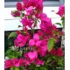 53 - Shakura sport - Murvafürt - Bougainvillea