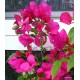53 - Shakura sport - Murvafürt - Bougainvillea