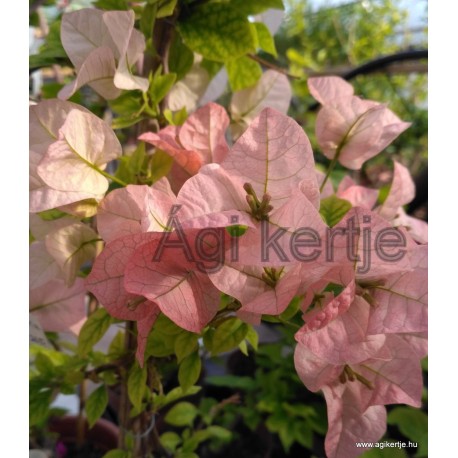 26-Hamvasbarack-Murvafürt-Bougainvillea