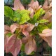 26-Hamvasbarack-Murvafürt-Bougainvillea