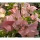 26-Hamvasbarack-Murvafürt-Bougainvillea