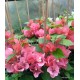 61 - Barackos bugás - Vera Salmon - Bougainvillea - Murvafürt