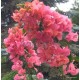 61 - Barackos bugás - Vera Salmon - Bougainvillea - Murvafürt