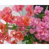 Bougainvillea-8-Narancs-rózsaszín