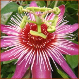 16 - Passiflora Anastasia - Golgotavirág