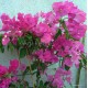 27 - Rózsaszín - Miami Pink - Murvafürt - Bougainvillea