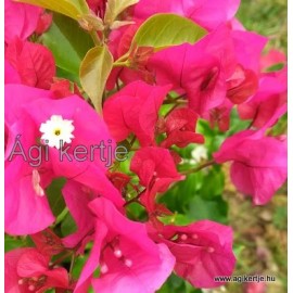 69 - Pirosas-pink bugás - Vera Lynn -  Murvafürt - Bougainvillea