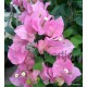 30-Babarózsaszín-Murvafürt-Bougainvillea