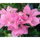 30-Babarózsaszín-Murvafürt-Bougainvillea