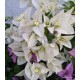 20-Fehér tulipános-Toscan- Murvafürt - Bougainvillea