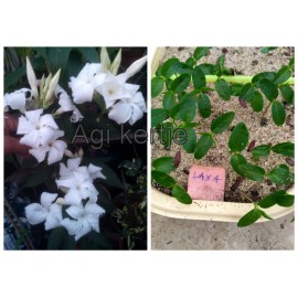 Mandevilla laxa-Chilei jázmin mag