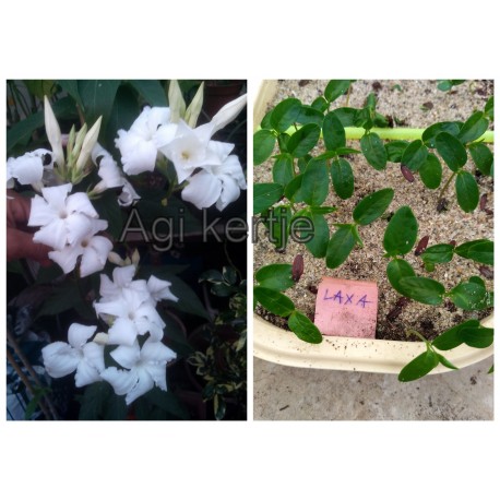 Mandevilla laxa-Chilei jázmin mag