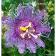 18 - Passiflora incense - Golgotavirág